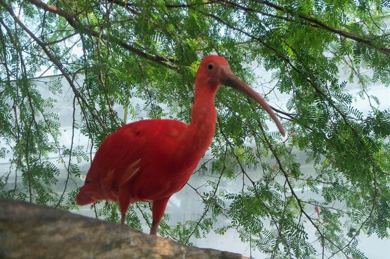 tropischer Vogel beobachtet Besucher