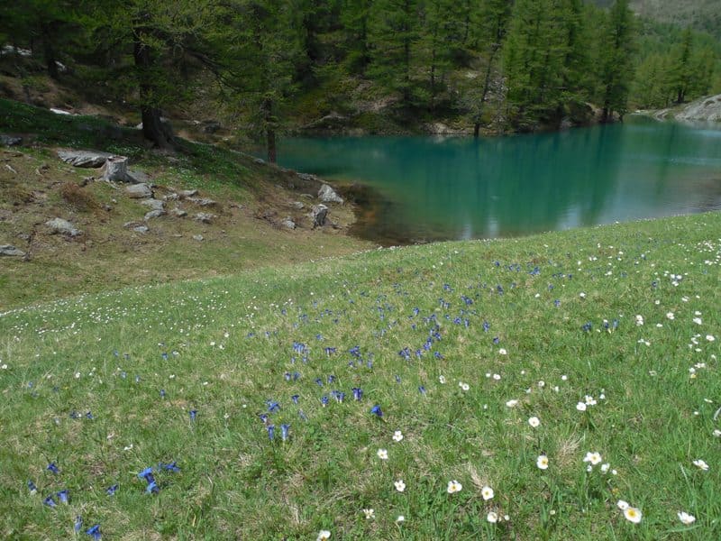 Lago Nero im Valle Maira mit hunderten Enzianblüten