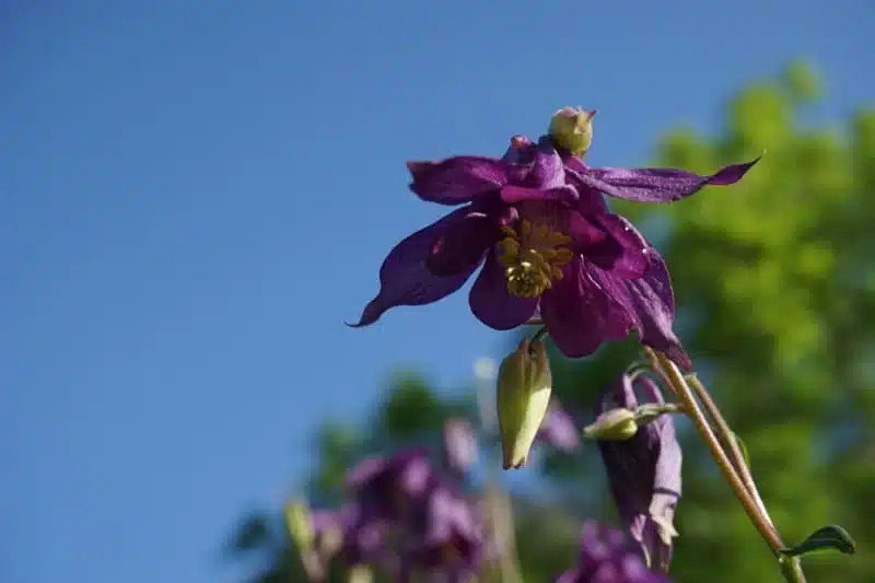 Blüte der Aquilegia viulgaris